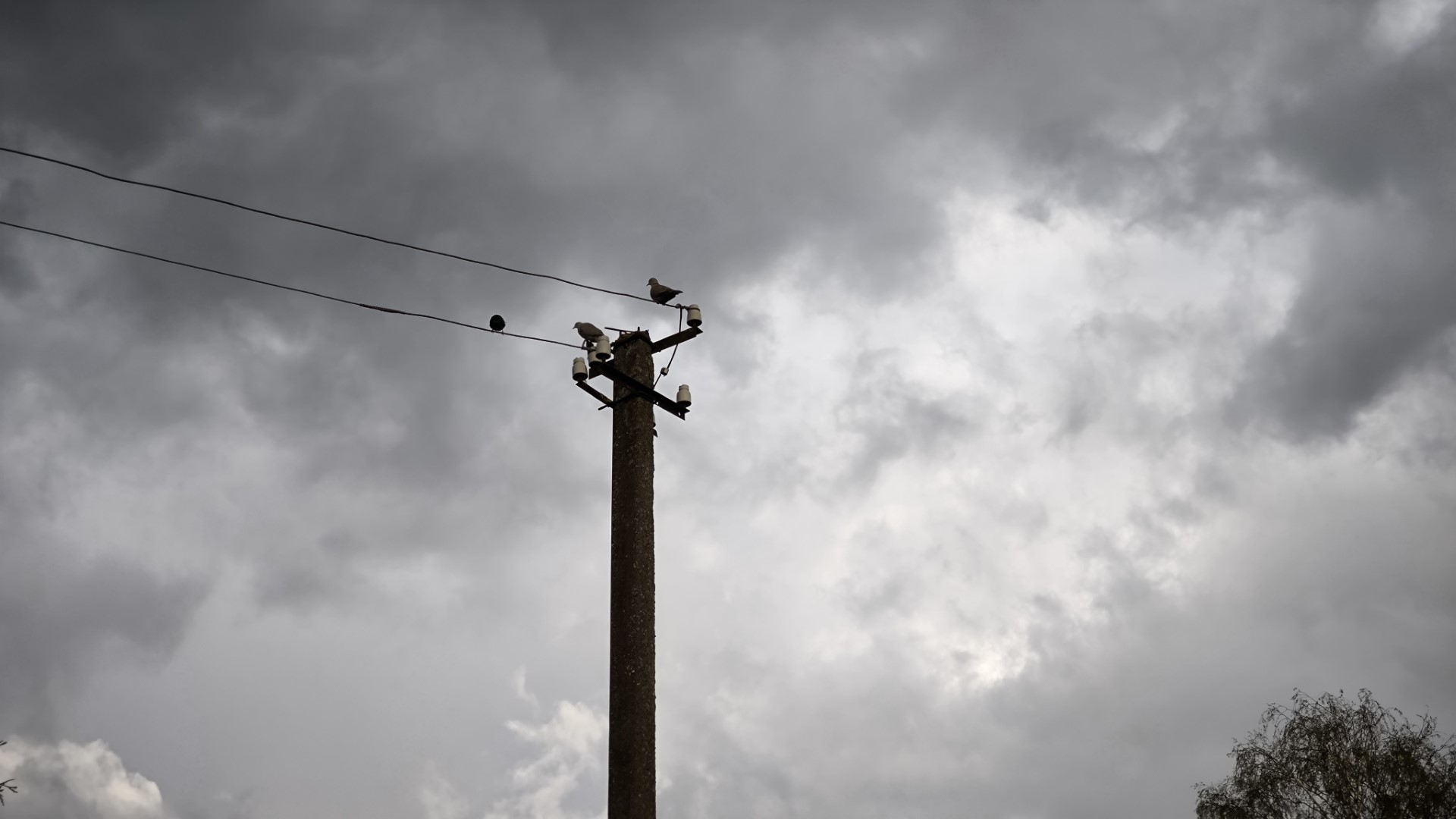 A photo of birds sitting on a concrete utility pole